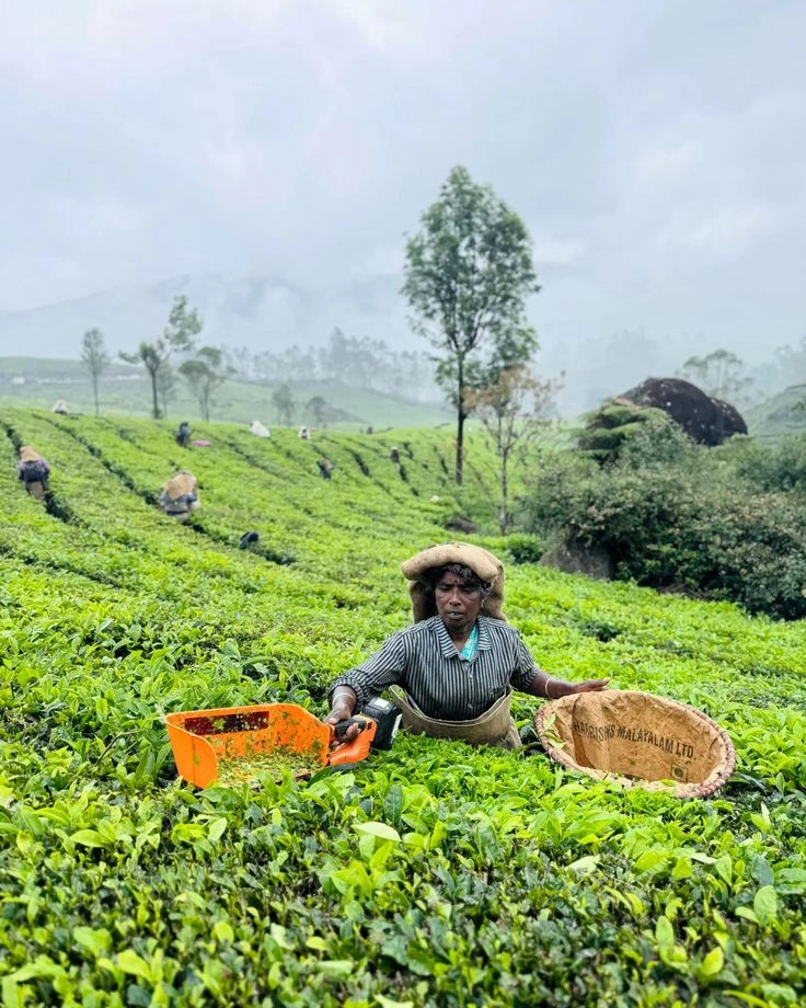 Tripora Kerala Tea Gardens Munnar